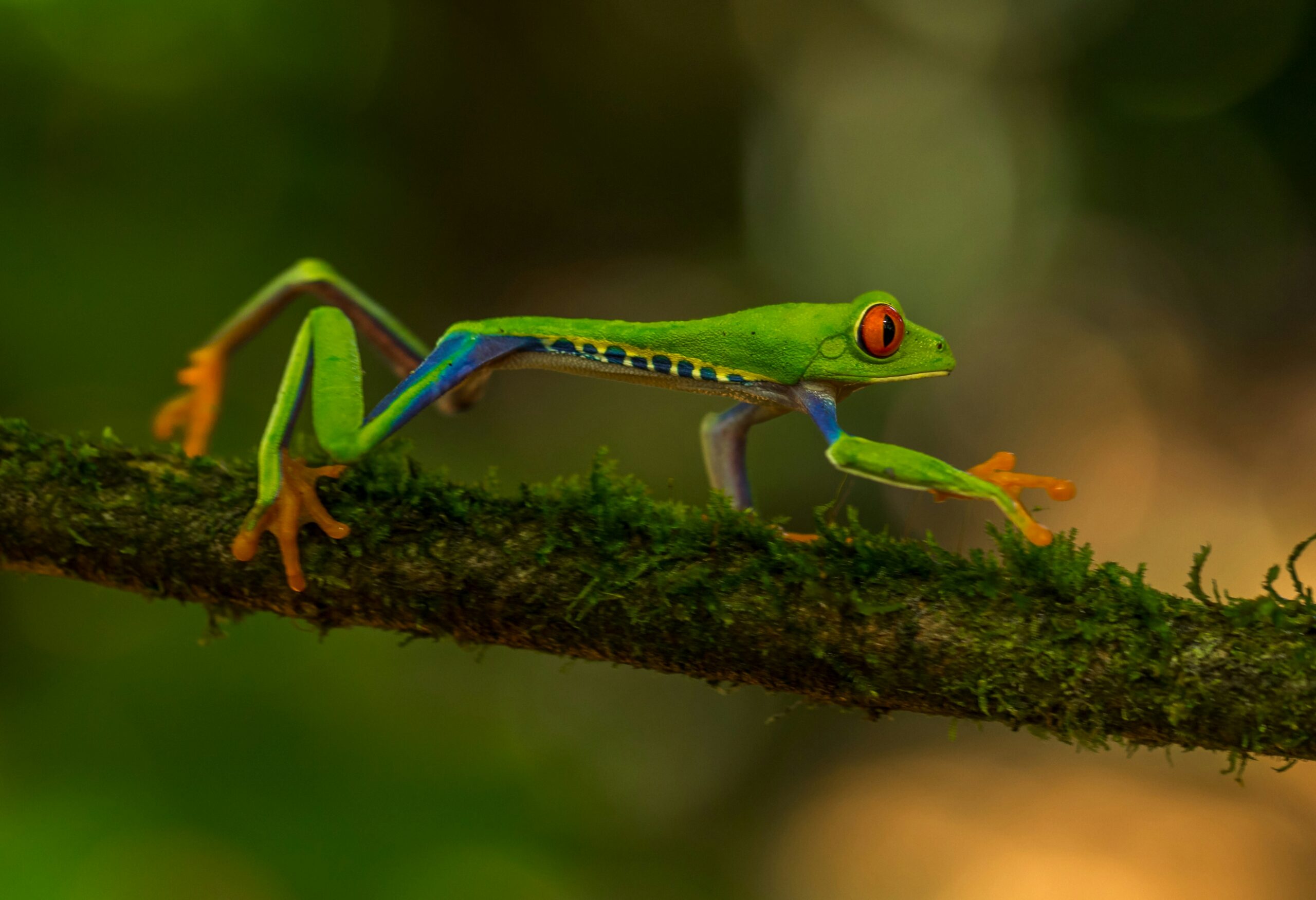 Amphibians