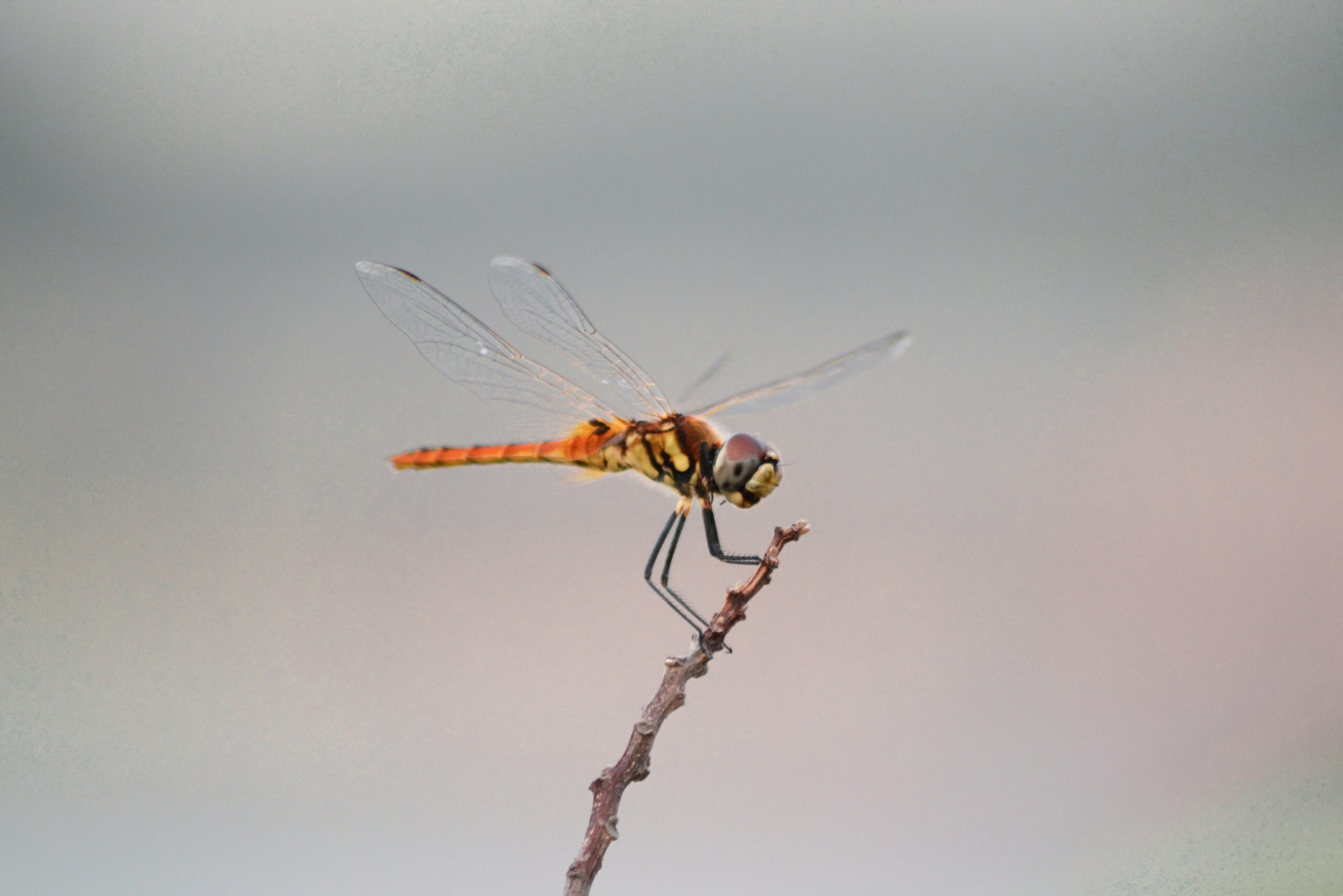 Insects