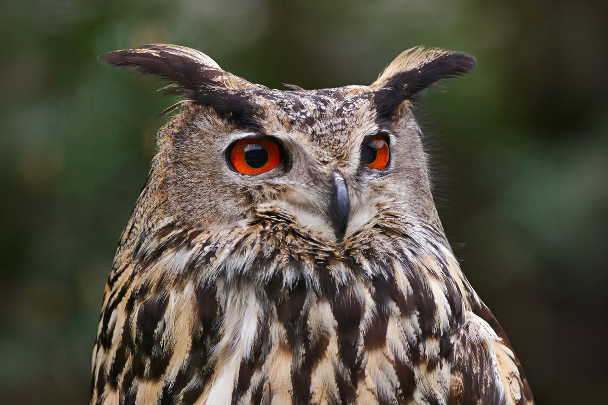 6 Animals That Live Almost Entirely Alone