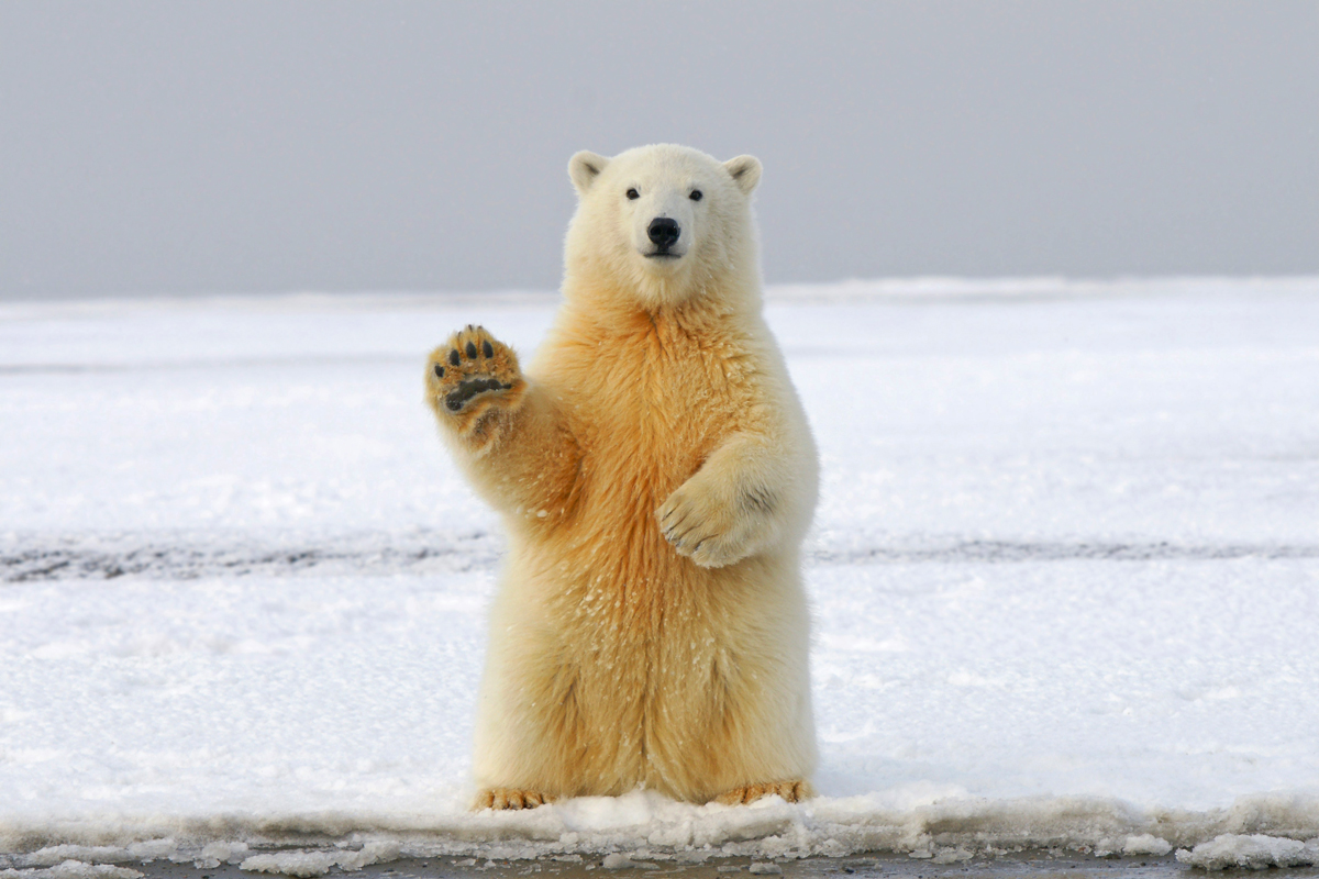 How Are Bear Species Different?
