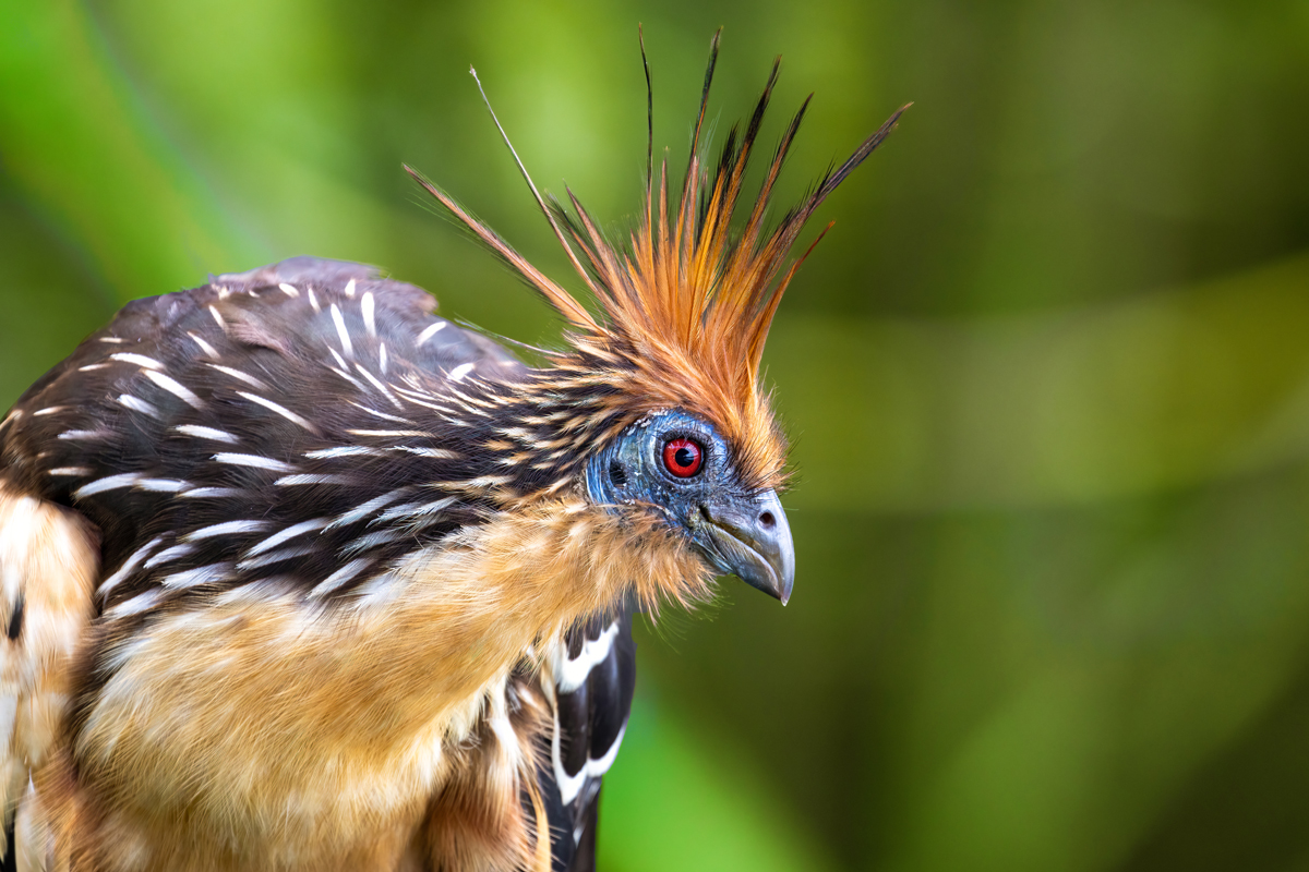 5 Birds With Clever Survival Tricks