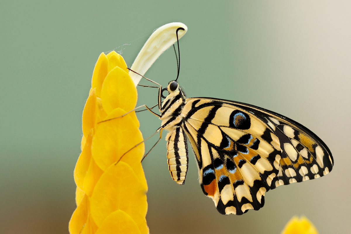 5 Animals With Senses Humans Don’t Have