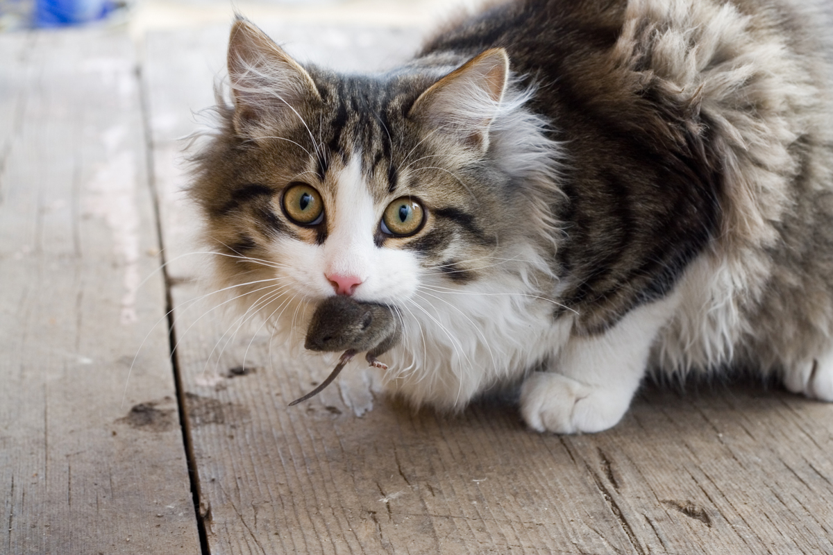 Why Cats Bring You Dead Animals