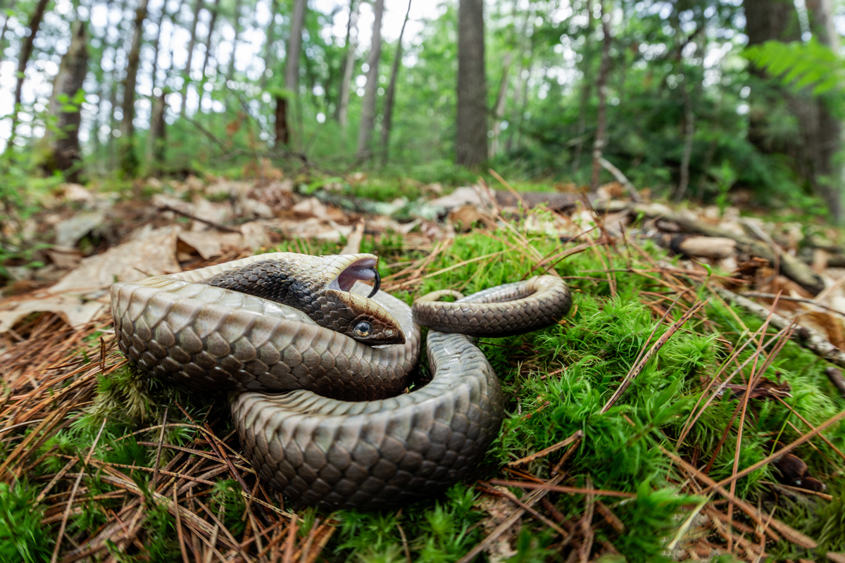 What It Means for an Animal To “Play Dead” 