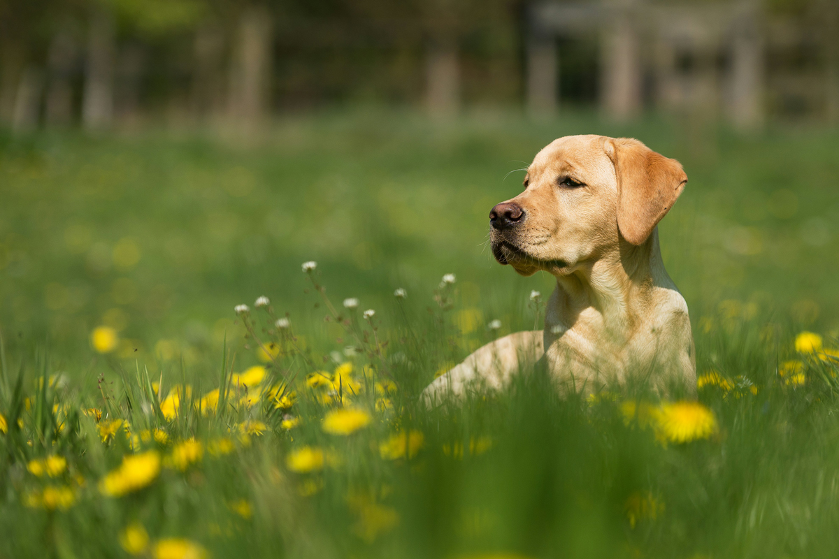 The Complex Anatomy of a Dog’s Nose