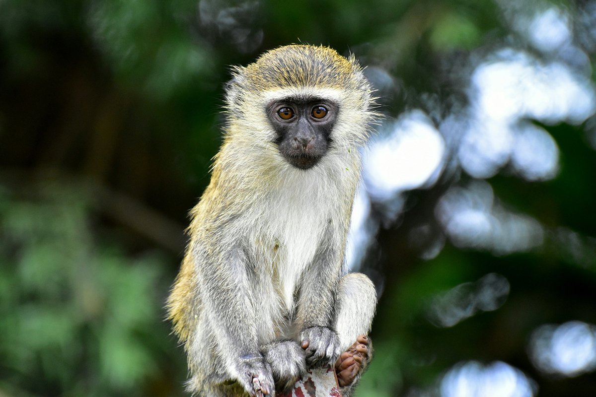 Why Predators and Prey Have Different Eyes