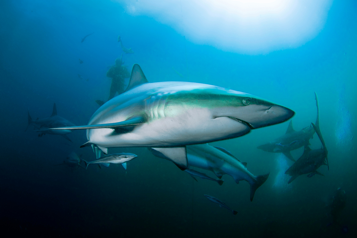 What It Means for an Animal To “Play Dead” 
