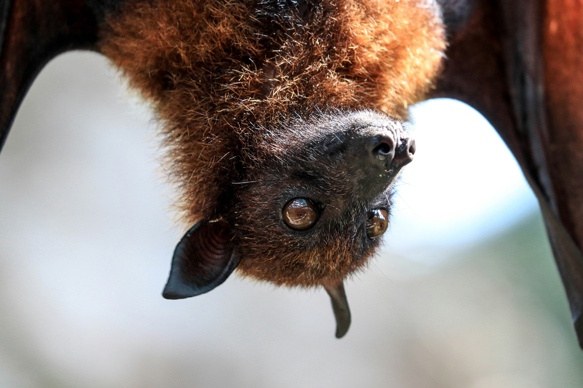 5 Animals With Senses Humans Don’t Have