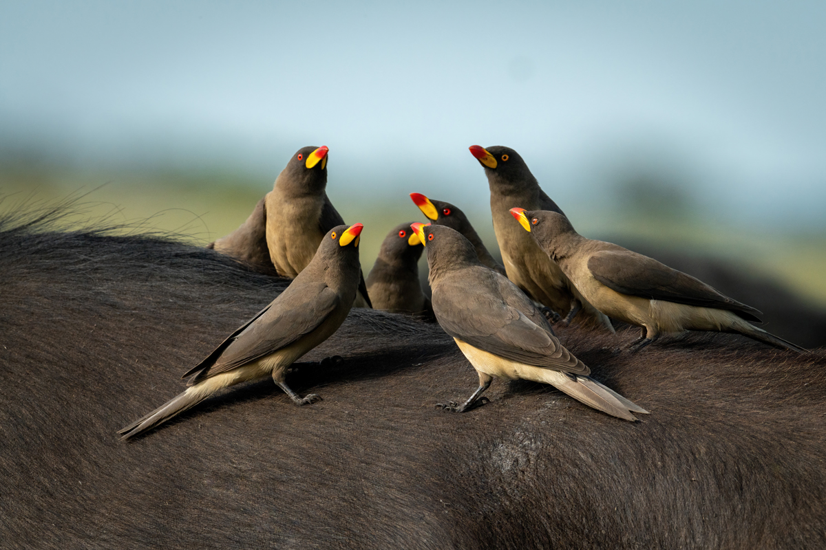 Why Do Some Animals Drink Blood?
