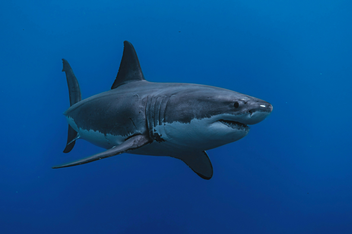 Great white shark with deep blue sea in background