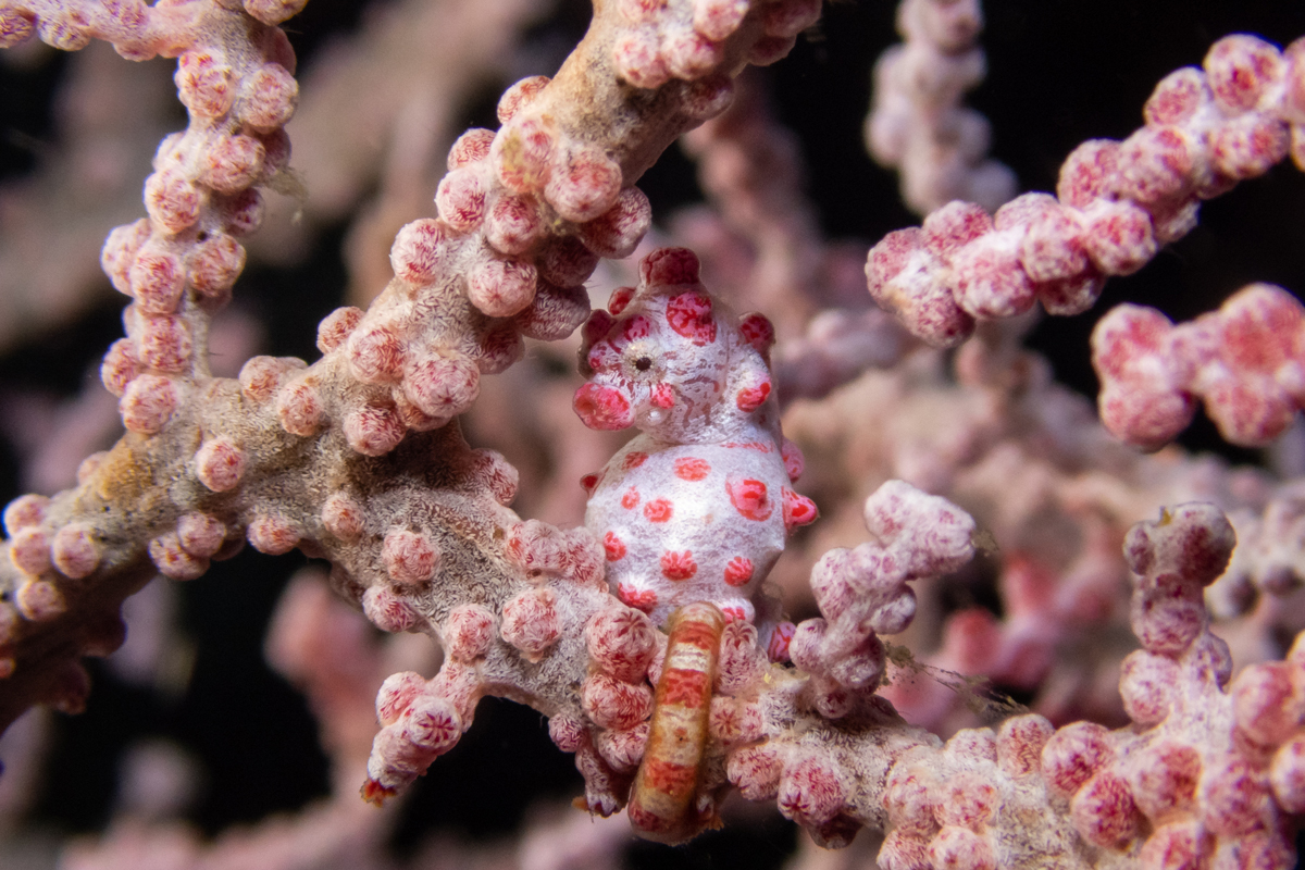 5 Animals That Are Essentially Invisible