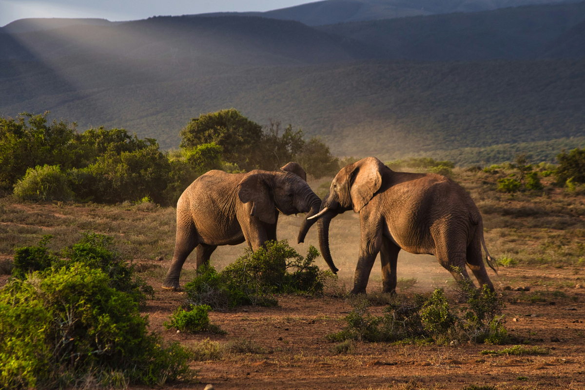 6 of the Most Sensitive Noses in Nature