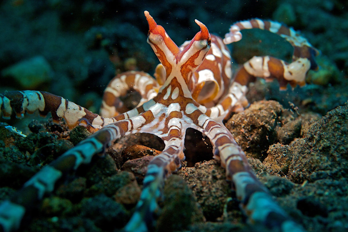 What It’s Like to Be an Octopus