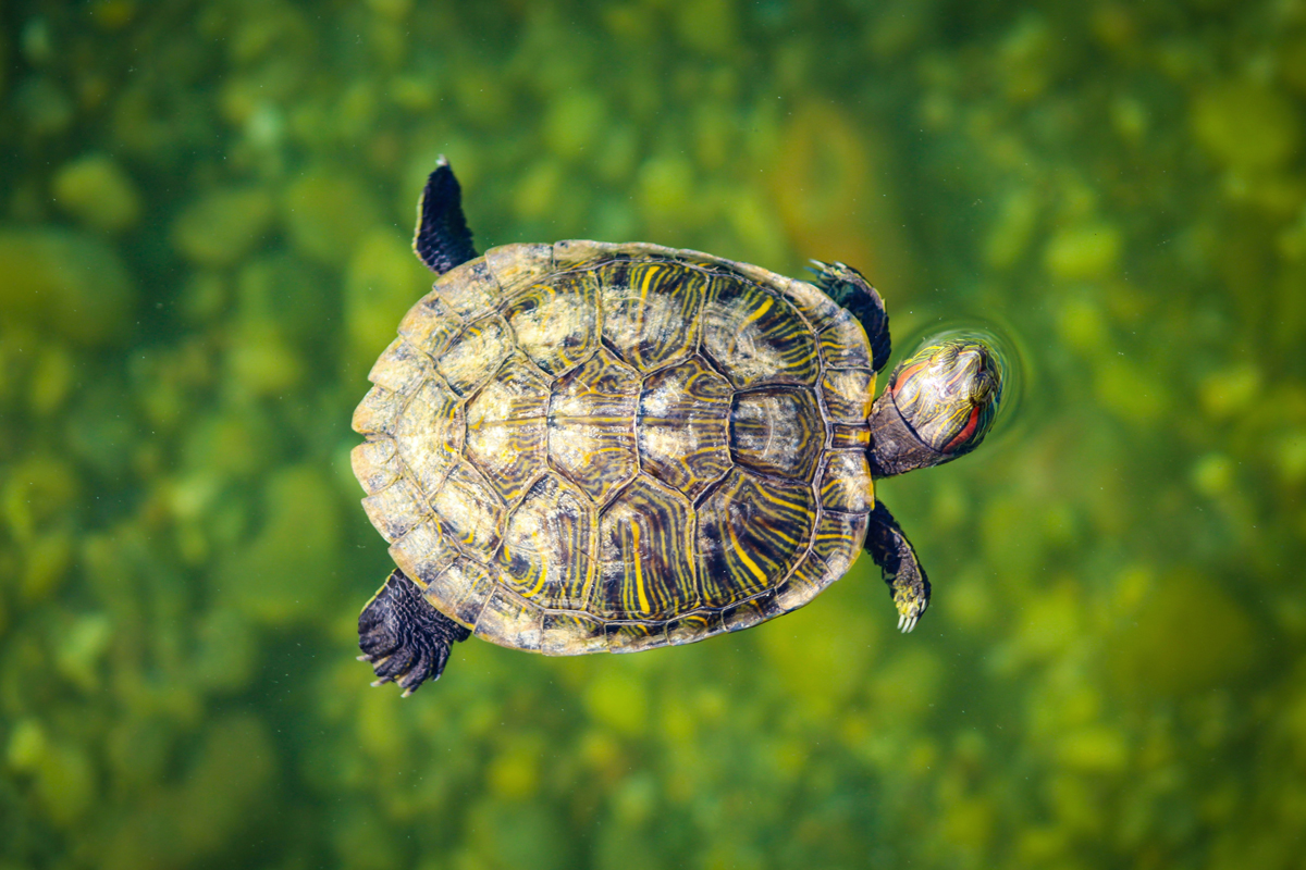 How Do Animals Hold Their Breath So Long?