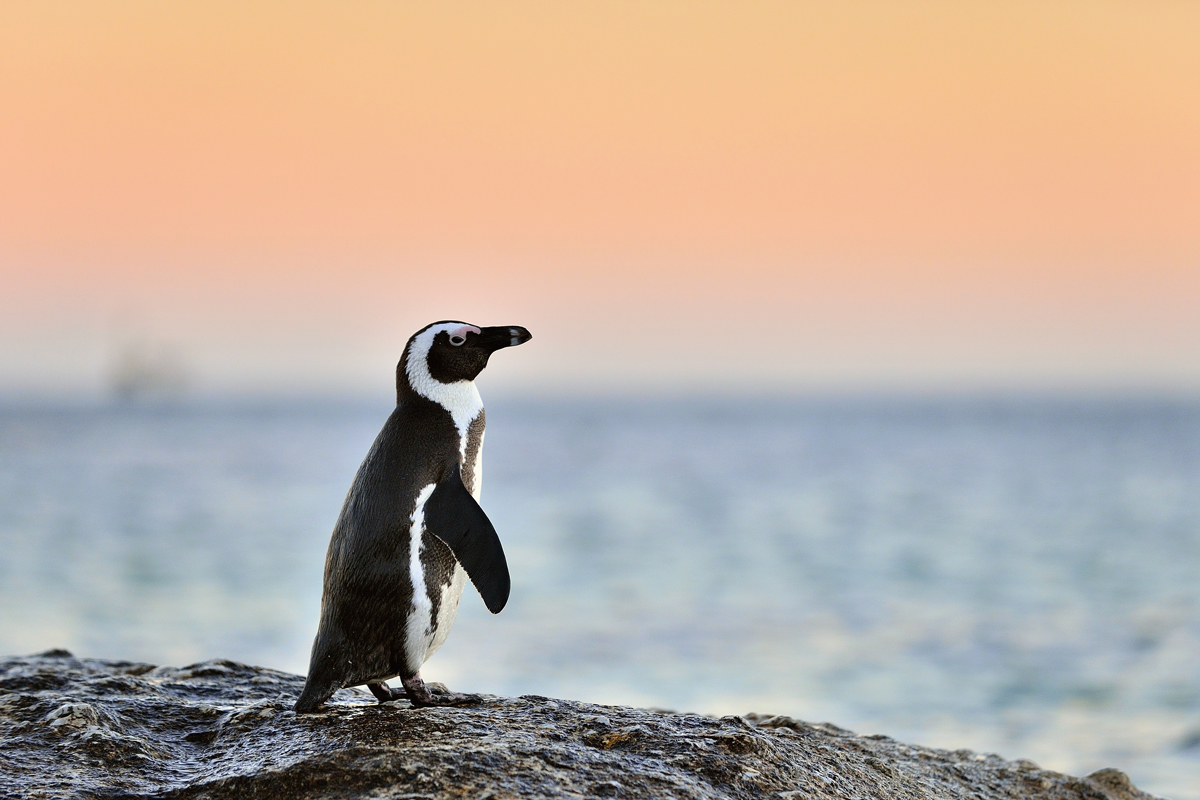 Why Do Some Animals Drink Blood?