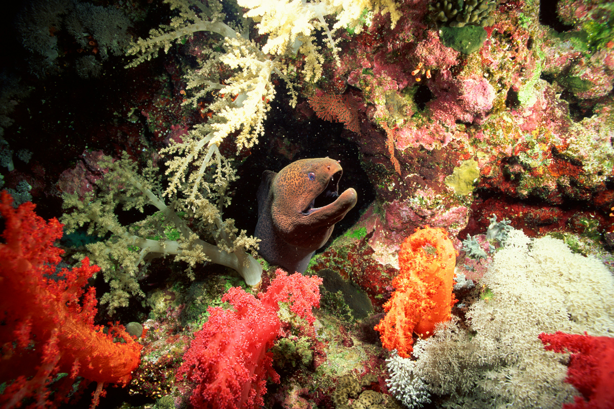 5 Fascinating Fish Only Found in Reefs