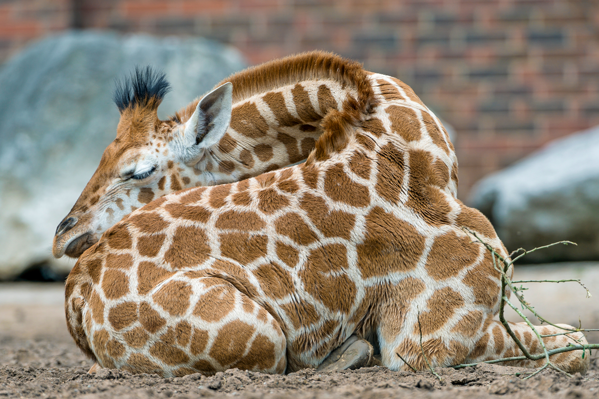 7 Animals With Odd Sleep Habits
