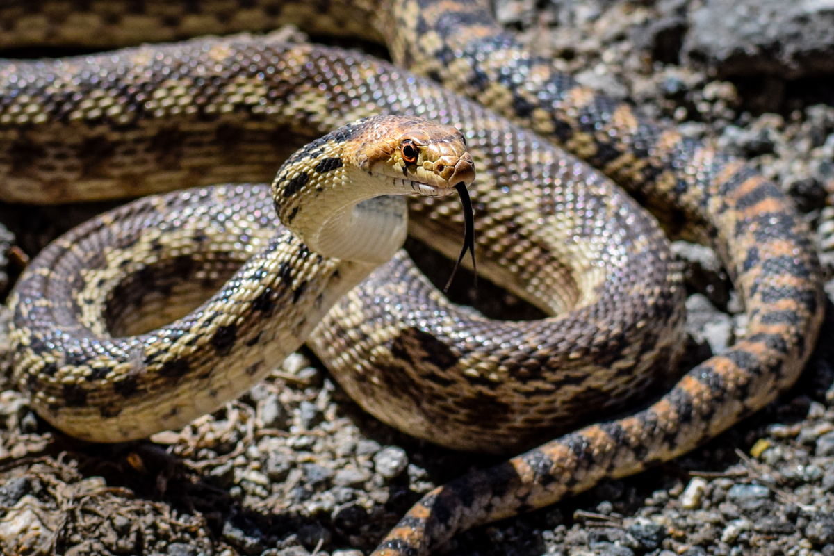 5 Friendly Snakes Hanging Out In Your Neighborhood