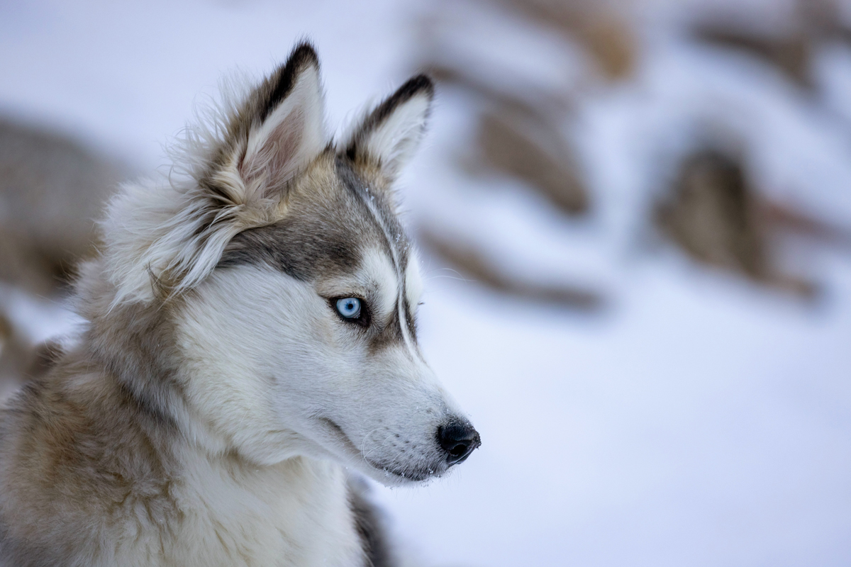 Can Animals Get Frostbite?