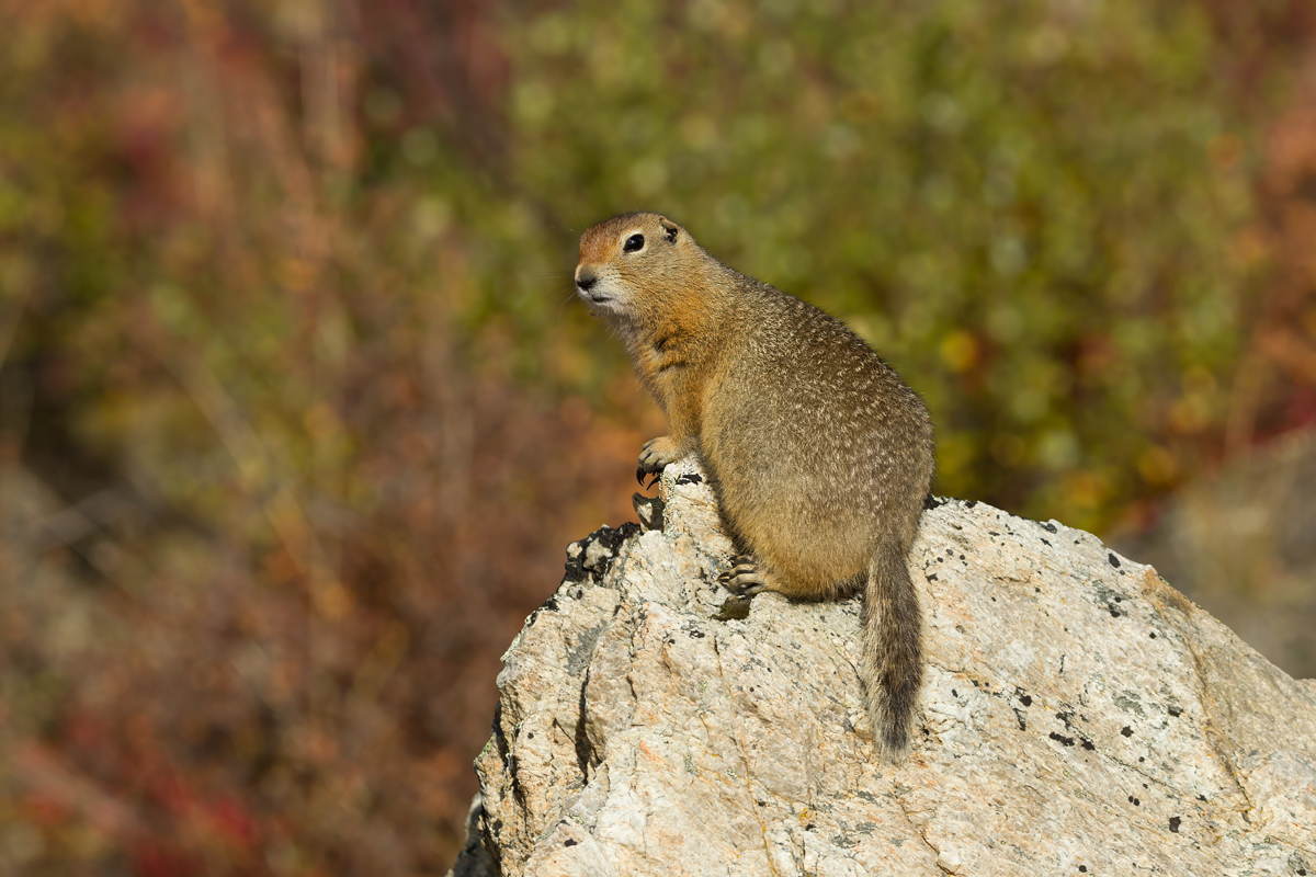 Which Animals Hibernate the Longest?