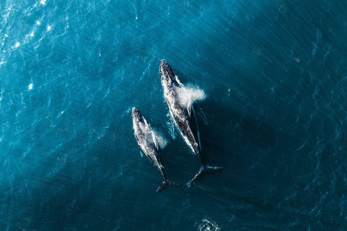 How Whales ‘Talk’ Under the Sea